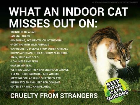 Keep Your Cats Indoors Lynx Kitten Feline Crazy Cat Lady Crazy Cats