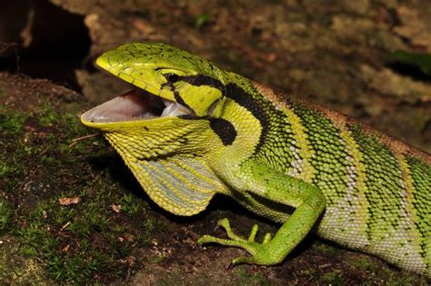 Ameaça lagartos amazônicos podem ser impactados pelas mudanças climáticas Portal Amazônia