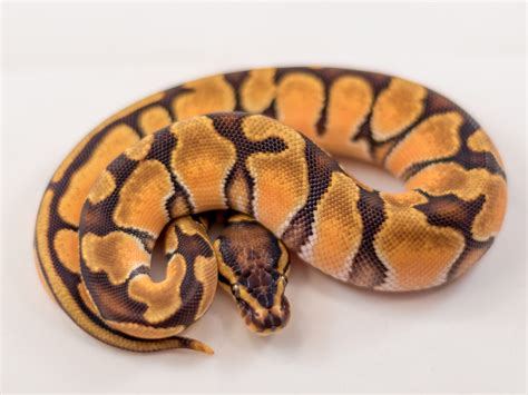 Enchi Orange Dream Morph List World Of Ball Pythons