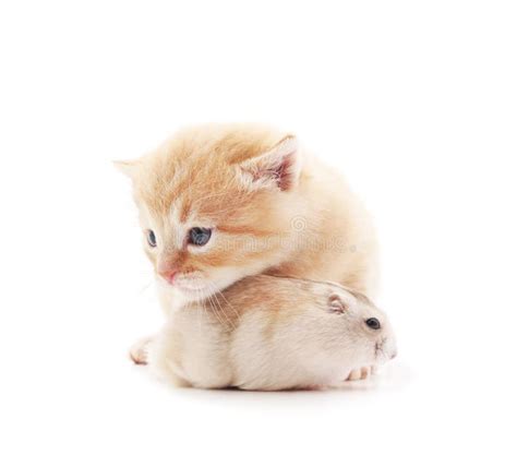 Little Cat And Hamster Stock Image Image Of Peaceful 147644761