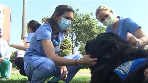 Cuddly Canines In Pet Therapy Program Help Relieve Stress Bring