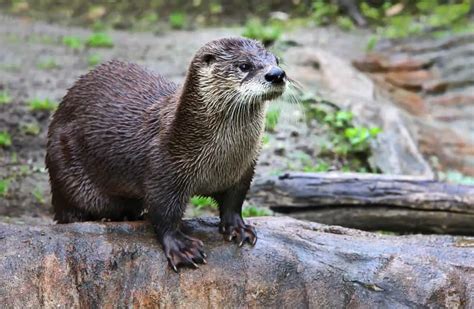 14 Animals Similar To Otters Naturenibble