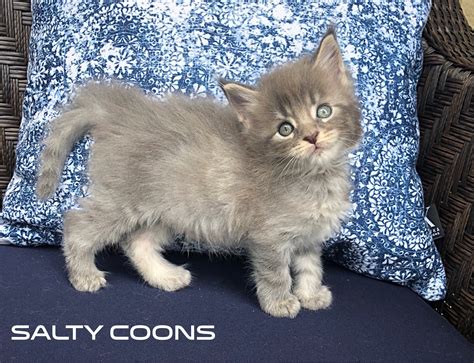 We have placed kitten locally my first maine coon was a beautiful silver female gogo that the easter bunny brought to my. Maine Coon Kittens for Sale in Tampa, Florida - Breeding ...