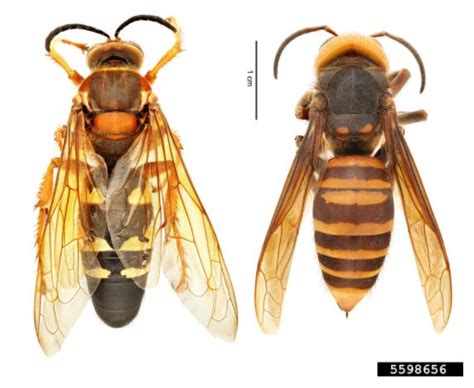 Eastern cicada killer wasps are often confused with european hornets, because of their size. Imposter Identities: "Murder Hornets" vs. Eastern Cicada Killers - UF/IFAS Extension Orange County
