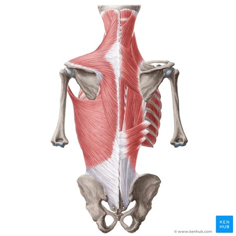The primary back muscles are the: Back muscles: Anatomy and functions | Kenhub