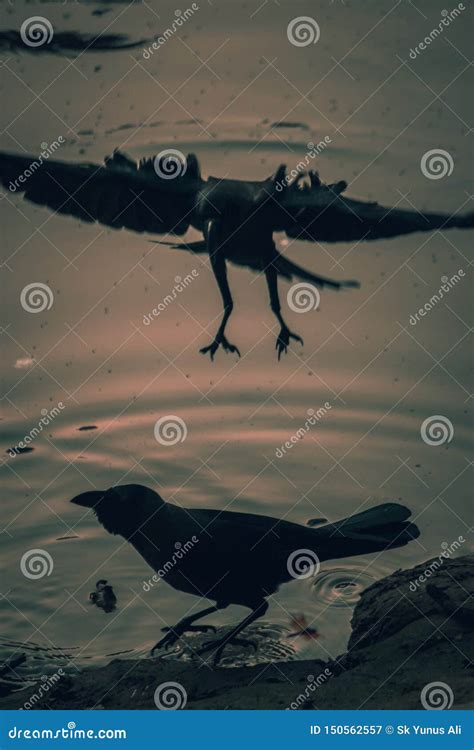 In To The Storm Bird Photography Stock Image Image Of Bird Wildlife