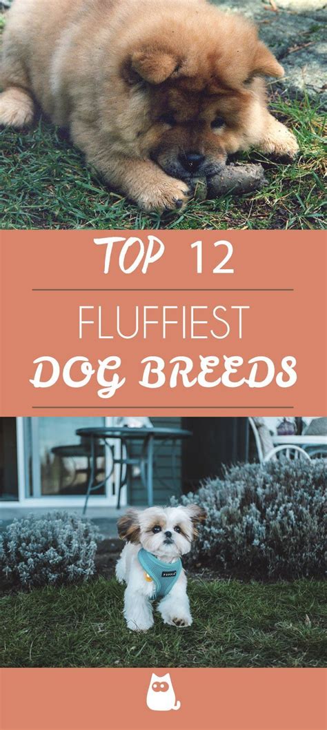 12 Fluffiest Dog Breeds 🐶💛 Fluffy Dog Breeds Fluffy Dogs Big Fluffy