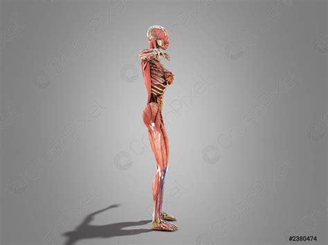 Una Anatom A Corporal Femenina Para Libros De Ilustraci N Foto De