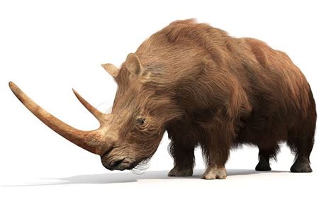 Evolution Of Rhinoceros How Rhinos Evolved Nyk Daily