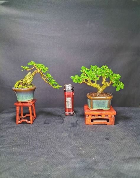 Three Small Bonsai Trees Sitting On Top Of Wooden Stools Next To Each Other