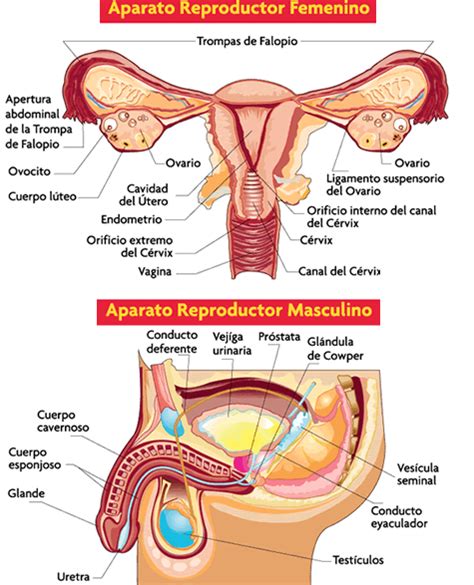 biología de nuestro cuerpo El APARATO REPRODUCOTR MASCULINO Y FEMENINO