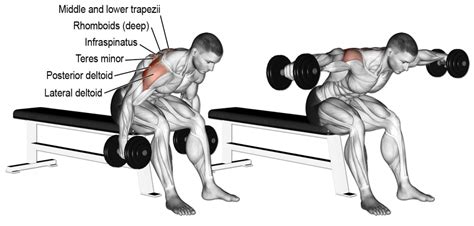 Seated Bent Over Lateral Raises Get Fit Its Free