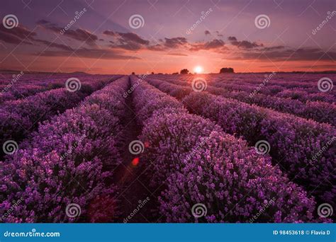 Lavender Fields Beautiful Image Of Lavender Field Summer Sunset
