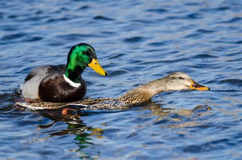 Pair Of Mallard Ducks Mating On The Water Stock Image Image Of Ducks