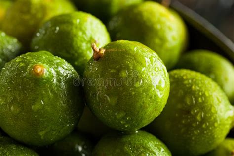 Raw Green Organic Key Limes Stock Image Image Of Limon Florida 61494229