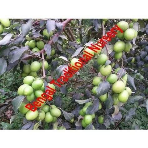 Well Watered Apple Ber Plants Packaging Type Plastic Bag At Best