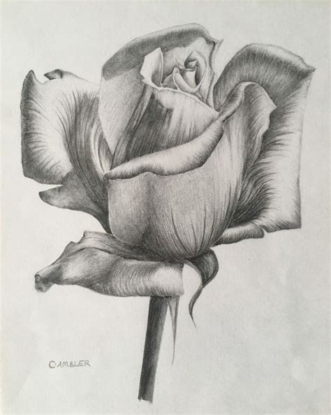 Buy Rose Pencil Drawing By Charlotte Ambler On Artfinder Discover