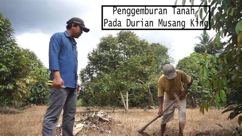 Penggemburan Tanah Pada Durian Musang King Youtube