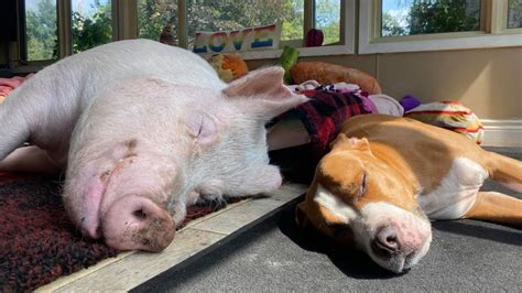 Can Pigs And Dogs Be Friends
