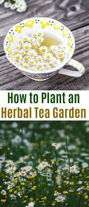 Herbal Tea Garden Gardening How To Plant A Tea Garden Plants For A