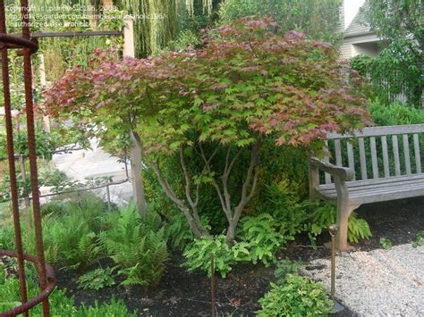 A japanese maple is one of the most easily recognizable trees thanks to its lovely red hue. Full size picture of Japanese Maple 'Tsuma gaki' ( Acer ...