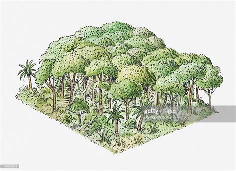 Illustration Of Tropical Rainforest High Res Vector Graphic Getty Images