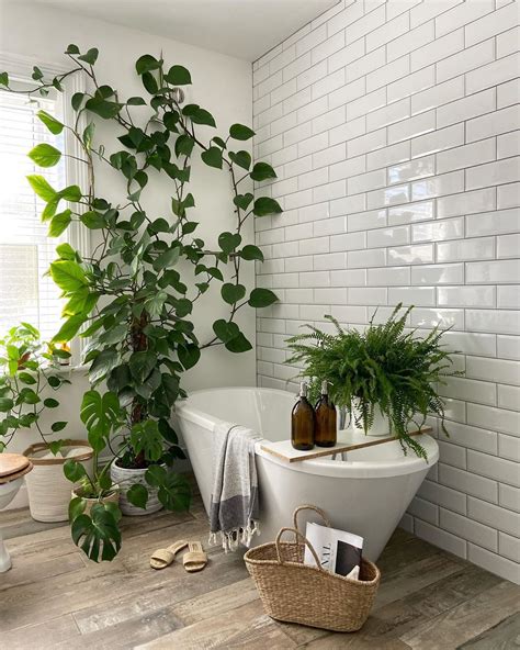 10 Humidity Loving Houseplants For Your Bathroom Garden The Star
