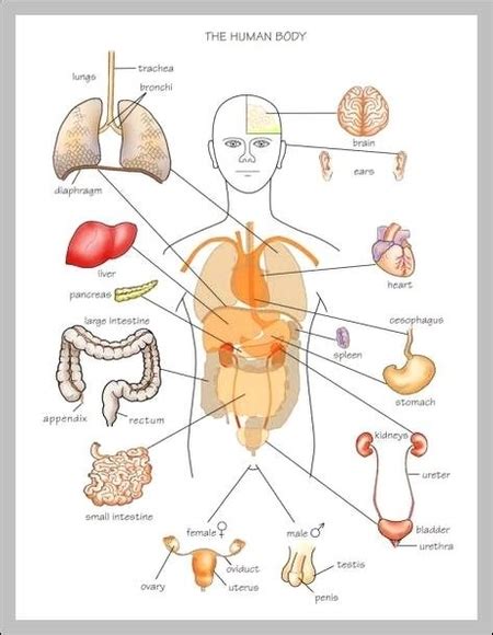 Admin Anatomy System Human Body Anatomy Diagram And Chart Images
