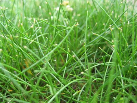 Announcing A New Blog Low Input Turf Turfgrass Science
