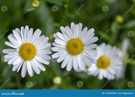 Leucanthemum Vulgare Meadows Wild Flower With White Petals And Yellow