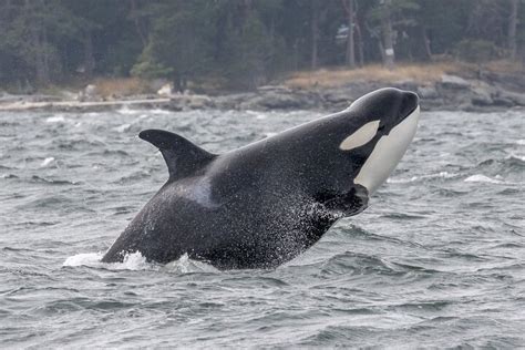 Vancouver Island Whale Watch Nanaimo All You Need To Know Before You Go