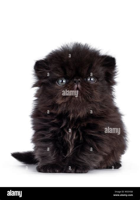 Weeks Old Persian Kitten Cut Out Stock Images And Pictures Alamy