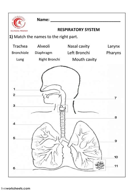 Respiratory System Ficha Interactiva Y Descargable Puedes Hacer Los