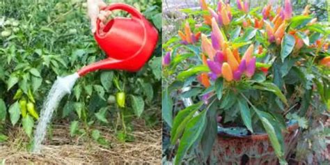 Signs Of Overwatering Pepper Plants Identifying Watering Issues