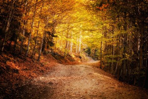 Beautiful Autumn Mountain Woods Landscape Stock Image Image Of