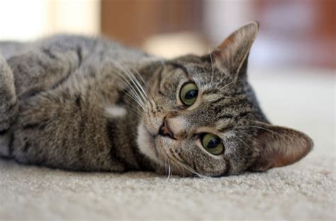 15 Signs Your Cat Is Happy Petmd