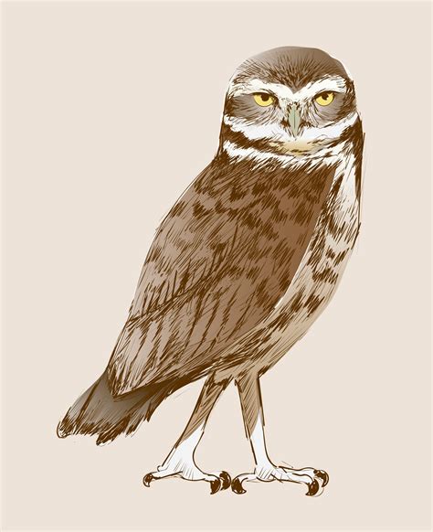 Illustration Drawing Style Of Owl Download Free Vectors Clipart