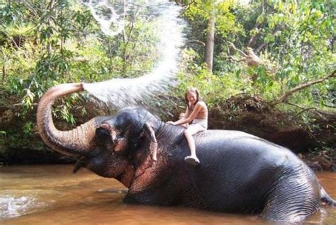 funny elephants pictures