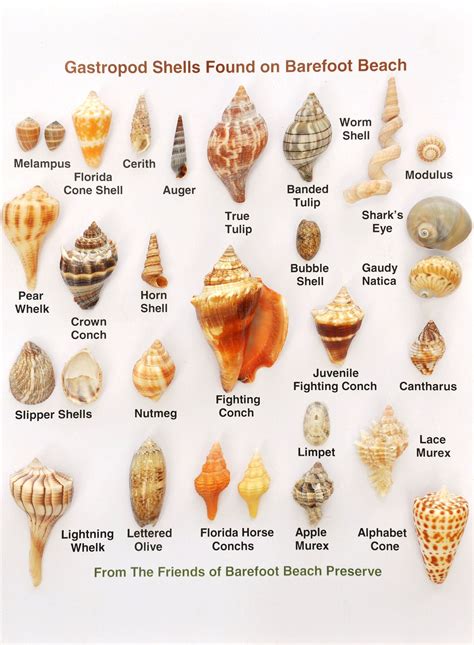 How To Find Conch Shells On The Beach Sirenrocdesigns