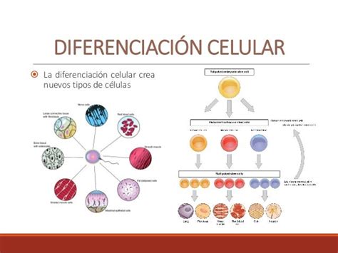 BiologÍa Del Desarrollo DiferenciaciÓn Y Crecimiento Celular