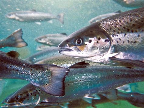 Learn about how to start fish farming in this article. Salmon farms become election issue after multiple deaths ...
