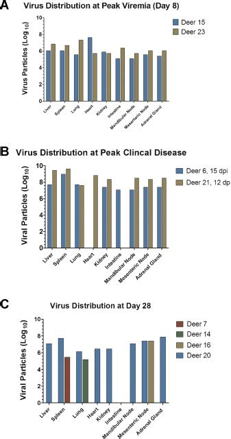 Distribution Of Bluetongue Virus Serotype 8 In Tissues Of Download