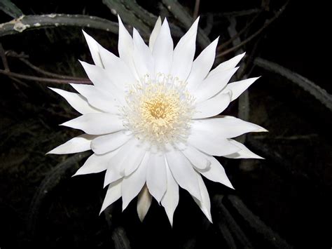 Katherine D Jones Flowers That Bloom At Night Names Night Blooming