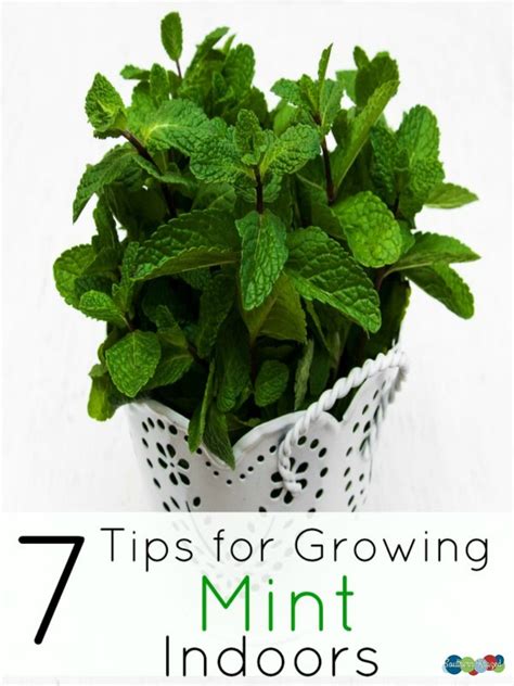 7 Tips For Growing Mint Indoors Growing Mint Indoors Growing Mint