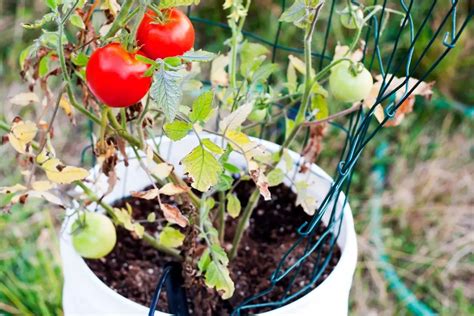 How Many Tomato Plants Per 5 Gallon Bucket Grower Today