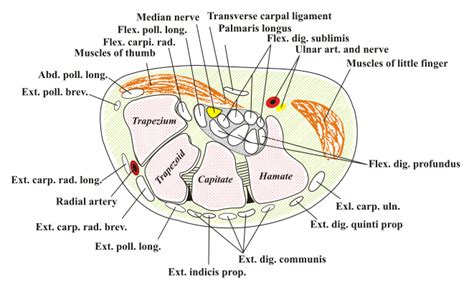 Filecarpal Tunnelpng Wikem