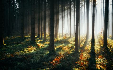 3840x2400 Sunbeams Morning Forest 4k 4k Hd 4k Wallpapers Images