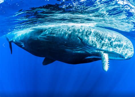 The Biggest Whales Of The World Names Characteristics And More