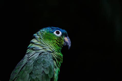 Top 999 Green Parrot Hd Wallpaper Full Hd 4k Free To Use