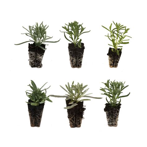 The Connoisseur Collection Of 6 Lavender Plug Plants New Pack